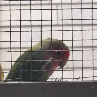 طوطی گم شده برزیلی|پرنده|جهرم, |دیوار