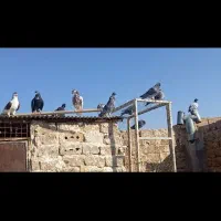 کفتر بوم