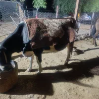 باسلام یک عدد گاو آبستن