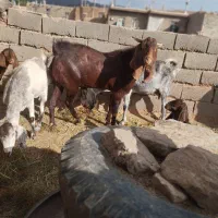 نربز. پاکستانی