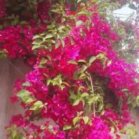 انجام کلیه کار های باغبانی وسمپاشی