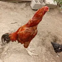 مرغ خروس لاری
