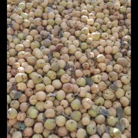 خریدار ضایعات میوه به ( هیوا) وبه دانه