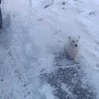 واگذاری شیتزو