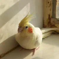 عروس هلندی|پرنده|بجستان, |دیوار