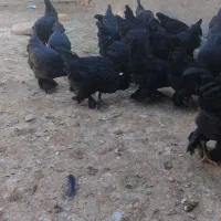 مرغ وخروس مرندی|حیوانات مزرعه|چناران, |دیوار