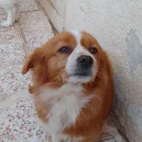 فروش یه جفت سگ پا کوتاه|سگ|اقبالیه, |دیوار