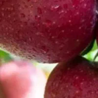 سیب درختی در جعبه های دوردیف|عمدهفروشی|هشترود, |دیوار