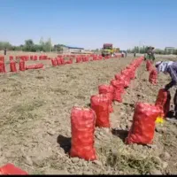 سیب زمینی همدان لوکس لوکس|عمده‌فروشی|شیراز, کیان آباد|دیوار