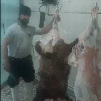 قصاب * گوسفند زنده*سلاخ در محل*کله پاچه پاک میکنیم|خدمات پذیرایی، مراسم|ملایر, |دیوار
