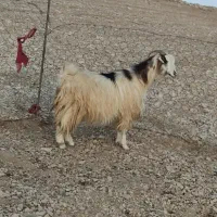 بز داشتی جوان دوقلو زا 50 روز ابست|حیوانات مزرعه|ایلام, |دیوار