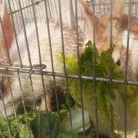 دو تا خرگوش|موش و خرگوش|سنندج, |دیوار