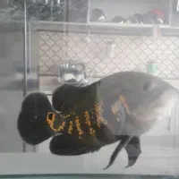 ماهی اسکار|ماهی|نجف‌آباد, شیخ بهایی جنوبی|دیوار