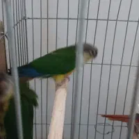 گرینچیک جوجه نرم خور|پرنده|رباطکریم, رباطکریم|دیوار