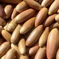 بلوط تازه با کمترین رطوبت ماندگاری بالا خوراک دام|لوازم جانبی حیوانات|نورآباد ممسنی, |دیوار