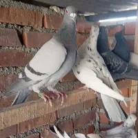 چهل کبوتر|پرنده|نقده, |دیوار