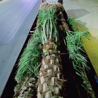 ریشه پرس اصل نخل تضمینی پالم مقاوم فنیکس|خدمات باغبانی و درختکاری|بیرجند, |دیوار