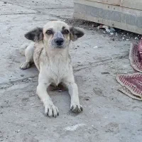 جی واوا پا کوتاه