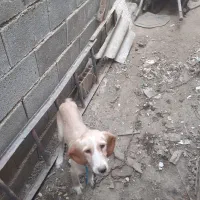 سگ دنبلانی|سگ|صادق آباد, |دیوار