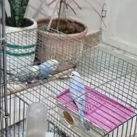 مرغ عشق عشق|پرنده|ابهر, |دیوار