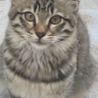 گربه دستی و اهلی سه ماهه