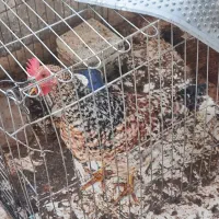 خروس گلین|حیوانات مزرعه|فولادشهر, B2|دیوار