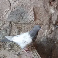 جوجه آماده پرش