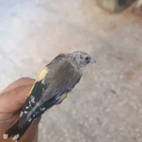 سهره نیم رنگ جوجه خرم آبادی|پرنده|شهرضا, |دیوار