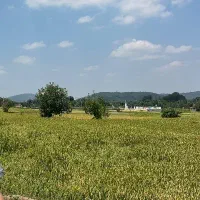 1-هکتار-زمین-شالی