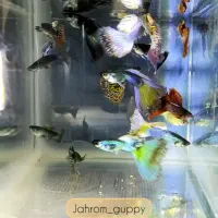 فروش ماهی گوپی|ماهی|جهرم, |دیوار