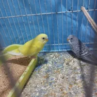 مرغ عشق|پرنده|شیروان (خراسان), |دیوار