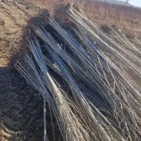 نهال صنوبر درخت پولساز