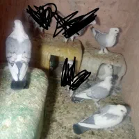 یک جفت کفتر پشت آبی