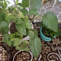 گل وگیاه آپارتمانی