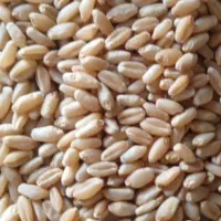 انواع گندم بذری بصورت عمده|عمده‌فروشی|اهواز, امانیه|دیوار