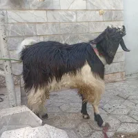 بزه نر|حیوانات مزرعه|مشهد, رده|دیوار