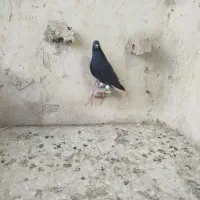 کفترصیدد|حیوانات|مشهد, خرمشهر|دیوار