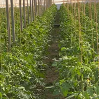 کار در گلخانه خیار