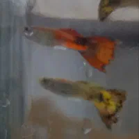 فروش ماهی گوپی و بچه ماهی گوپی زیر قیمت|ماهی|یزد, |دیوار