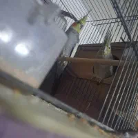 عروس|پرنده|میبد, |دیوار