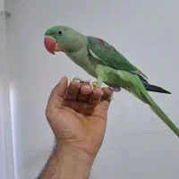 فروش یک عدد شاه طوطی