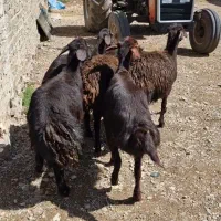 5راس بره ماده