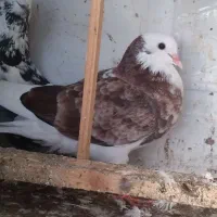 معاوظه با قناری نر|پرنده|سنگر, |دیوار