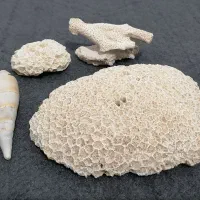 معاوضه مرجان و صدف با ماهی گیاهخوار