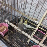 جوجه عروس هلندی ۳ ماهه دانه خور|پرنده|مشهد, کشف|دیوار