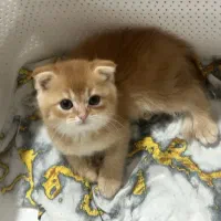 اسکاتیش فولد نارنجی