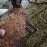 همو و زیگوت