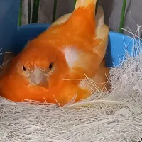 پرنده قناری|پرنده|کوهبنان, |دیوار