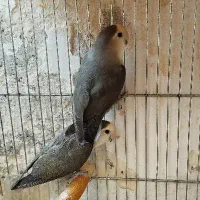 پرنده|پرنده|تهران, شهرک بعثت|دیوار