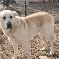 واگذاری سگ نر عراقی